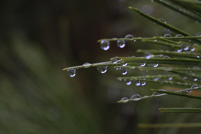 Raindrops