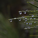 Raindrops