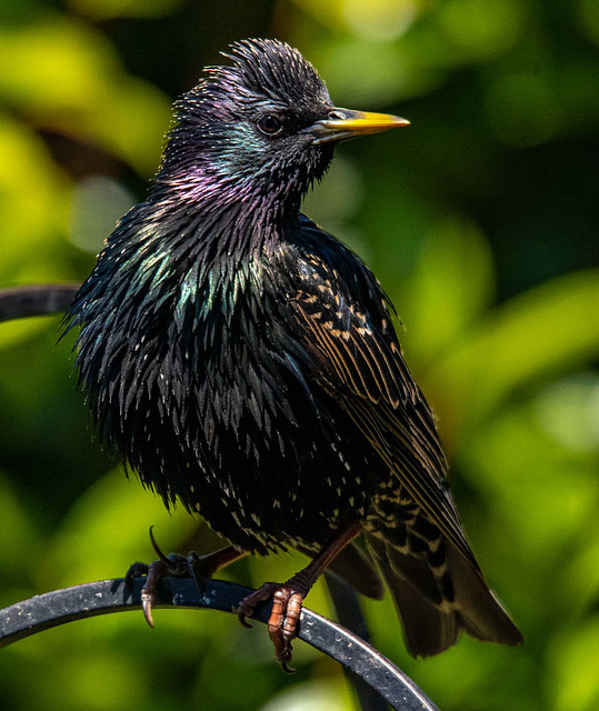 Starling