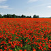 Poppy sea