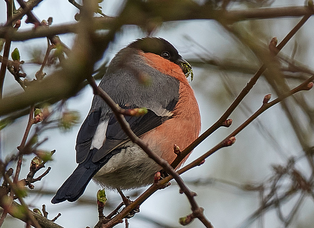 Bullfinches spotted on Sunday's walk!