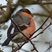 Bullfinches spotted on Sunday's walk!