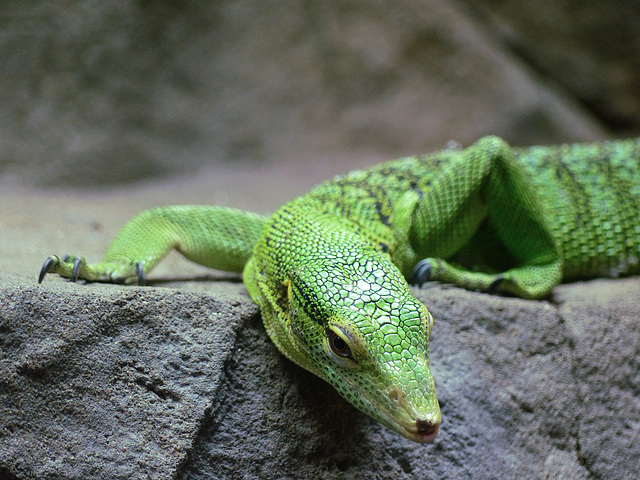 Bristol Zoo (3) - 24 May 2021