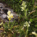 A group of Few-Flowered Orchid (Orchis provincialis ssp paucifolia), Crete