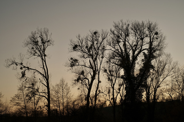 Trees and mistletoes