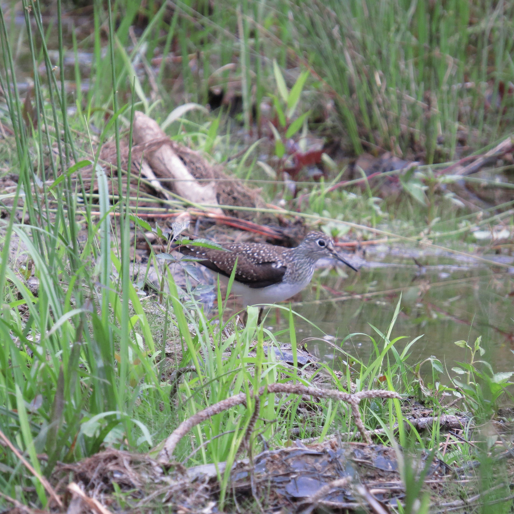 Solitary sandpiper