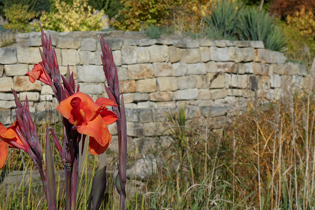 Trockenmauer im Botanischen Garten...