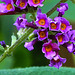 20240807 0653CPw [D~LIP] Schmetterlingsstrauch (Buddleja davidii), BS