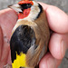 Stunned goldfinch