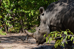 Zambia, Young White Rhino in the Mosi-oa-Tunya National Park