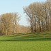 Landschaft am Rhein