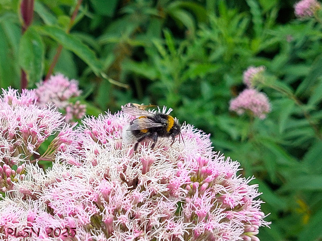 Hummel auf Wasserdost