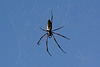 Madagascar, The Spider in Palmarium Reserve Forest