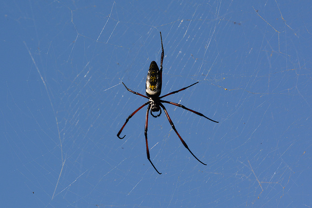 Madagascar, The Spider in Palmarium Reserve Forest