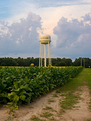 Tobacco Water