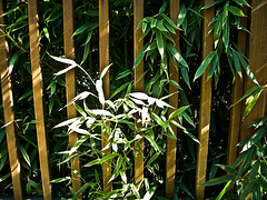 bamboo fence  -  HFF!