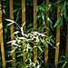 bamboo fence  -  HFF!