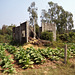 Agricultural ruin / Ruine et agriculture