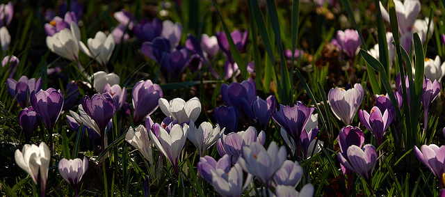 Croci Crocusses!!