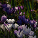 Croci Crocusses!!