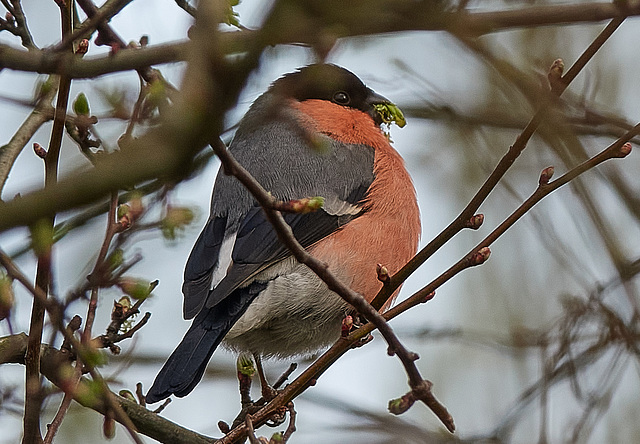Bullfinches spotted on Sunday's walk!
