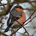 Bullfinches spotted on Sunday's walk!