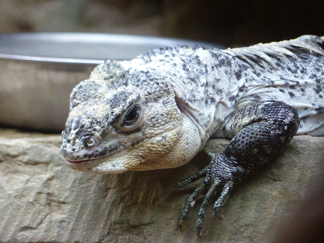 Bristol Zoo (4) - 24 May 2021