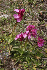 Pink Butterfly Orchid (Orchis papilionacea), Crete