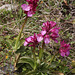 Pink Butterfly Orchid (Orchis papilionacea), Crete