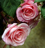 Pink Roses