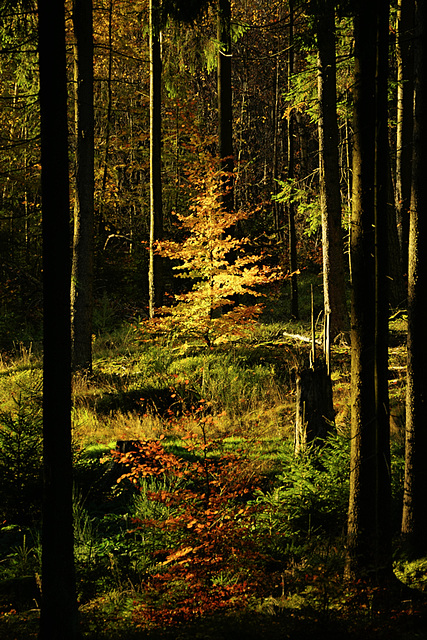 The Joy of Forest