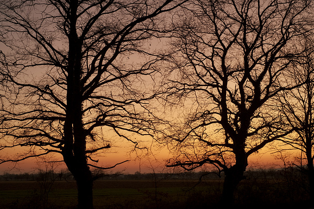 Trees in the afterglow