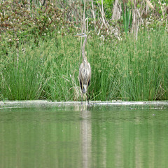 Great blue heron (juvenile)