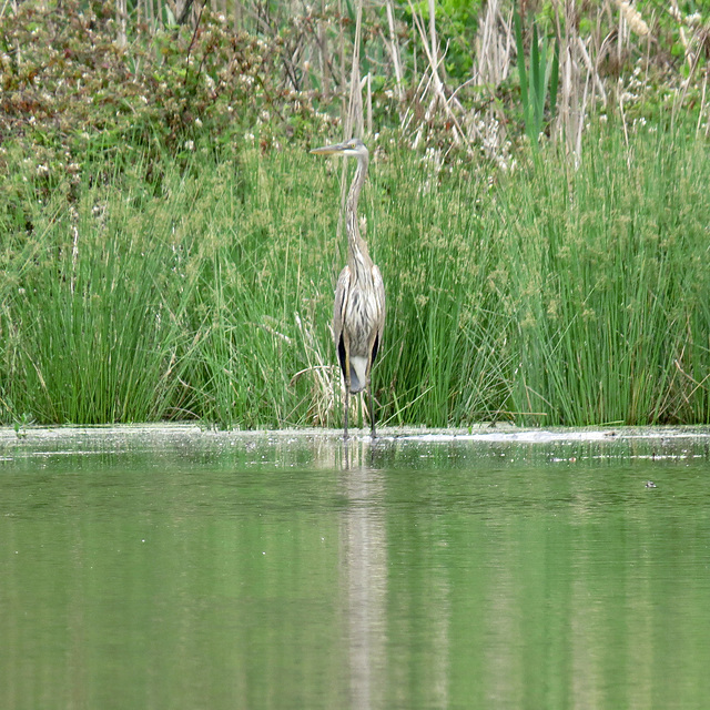 Great blue heron (juvenile)