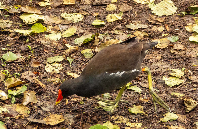 Moorhen