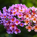 20240807 0656CPw [D~LIP] Schmetterlingsstrauch (Buddleja davidii), BS