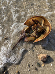 October, 2024 Horseshoe crab on Cape Cod shore (Hyanis)