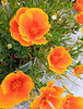 Californian Poppies.