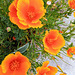 Californian Poppies.