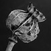 Poppy seed pod