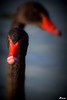 Cygnes noirs