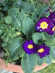 Petites fleurs :  Primevères