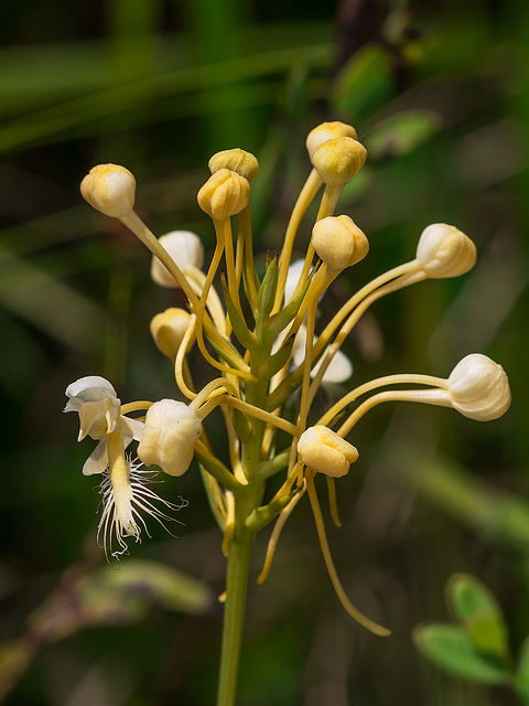 Platanthera Xlueri 01