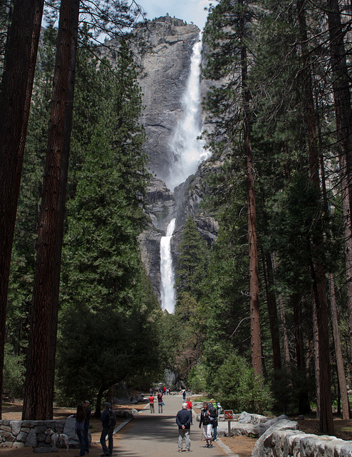 Yosemite Valley - Yosemite Falls  (#0569)