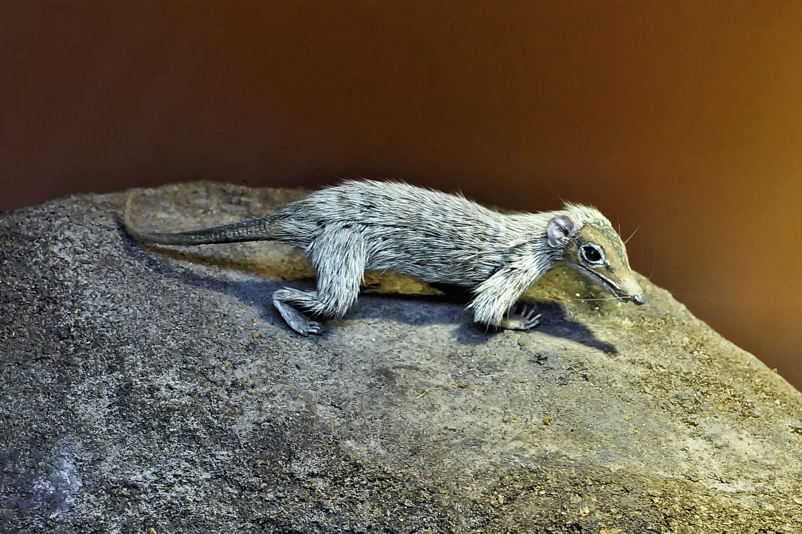 Megazostrodon – Natural History Museum, South Kensington, London, England