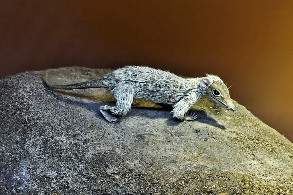 Megazostrodon – Natural History Museum, South Kensington, London, England