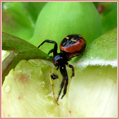 L'araignée crabe,Thomise globuleux...