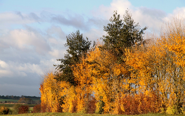 L'automne en passant