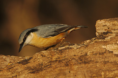 NuthatchEF7A0232