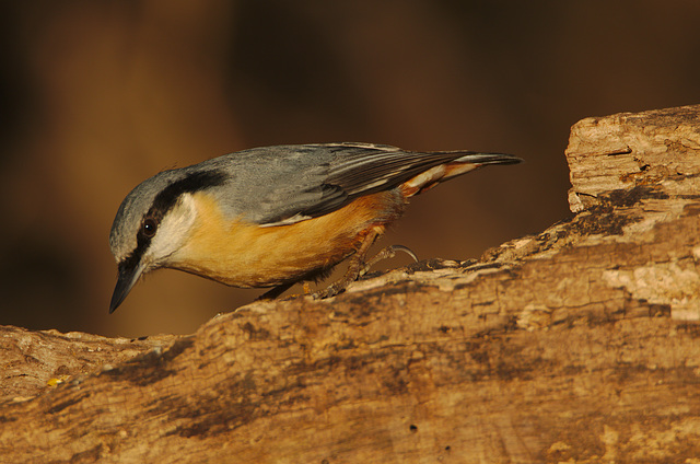 NuthatchEF7A0232